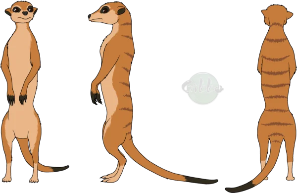Cartoon Meerkat Character Reference Sheet PNG
