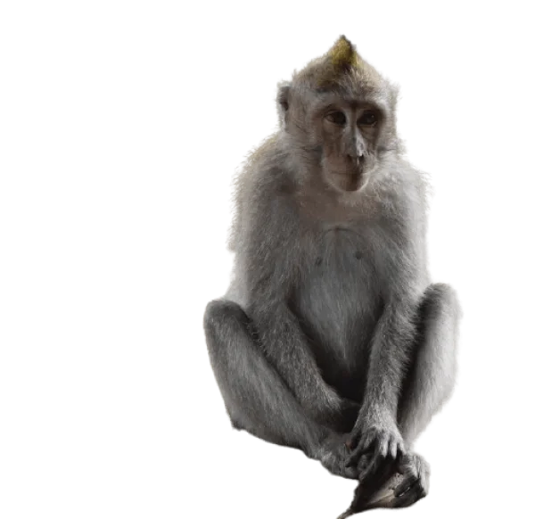 Sitting Monkey PNG Transparent Background