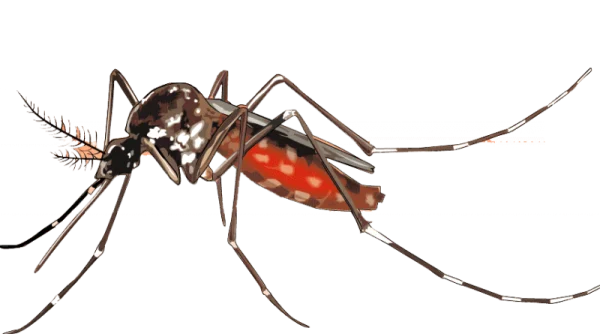 Mosquito with Blood-Filled Abdomen Transparent PNG