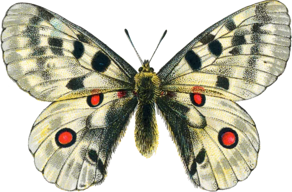 Vintage Apollo Butterfly Illustration PNG