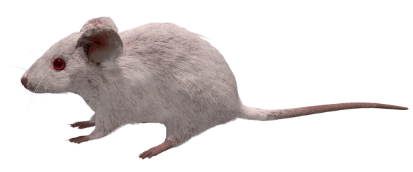 Albino Mouse Transparent PNG