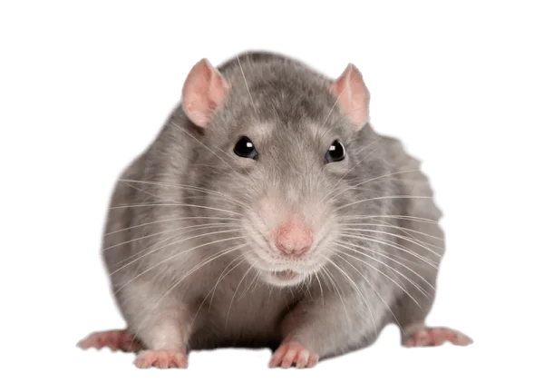 Gray Rat PNG Transparent Background