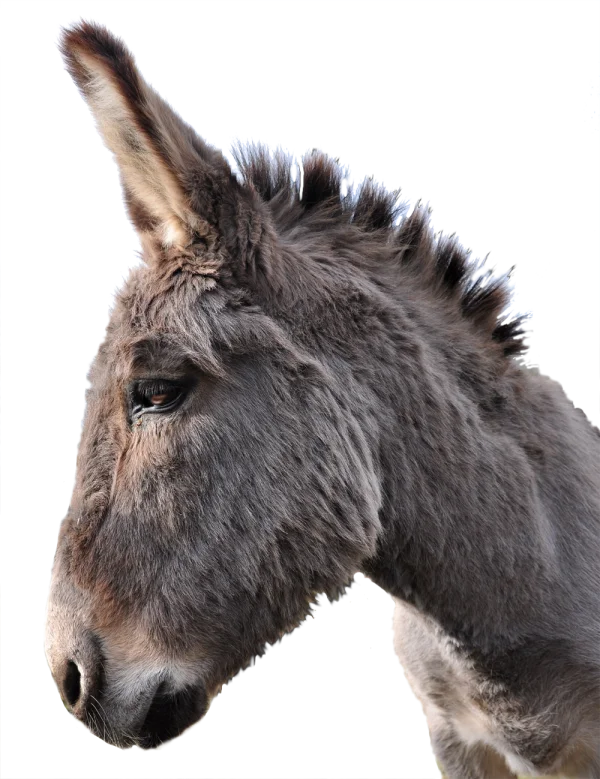 Gray Donkey Head Profile Transparent PNG