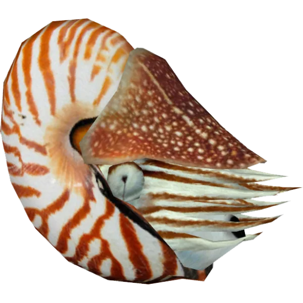 Nautilus Shell PNG Transparent Background