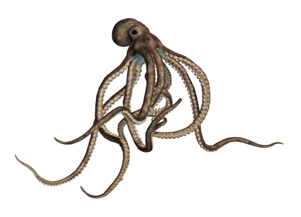 Realistic Octopus PNG Transparent Background