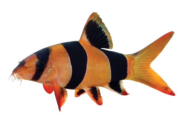 Clown Loach Fish PNG Transparent Background