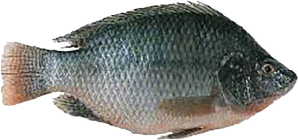 Fresh Whole Tilapia Fish PNG Transparent Background