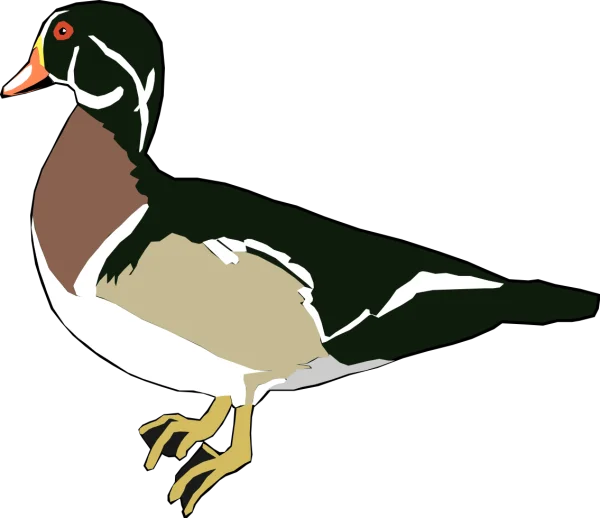 Colorful Wood Duck PNG Transparent Background