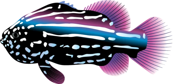 Vibrant Striped Fish PNG Transparent Background