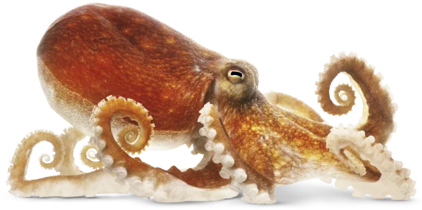 Realistic Octopus PNG Transparent Background