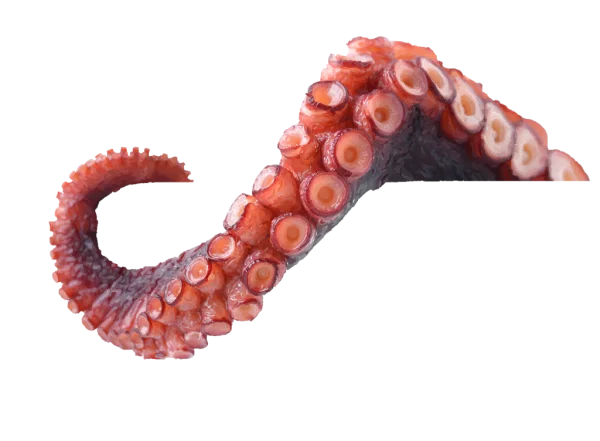 Octopus Tentacle PNG Transparent Background