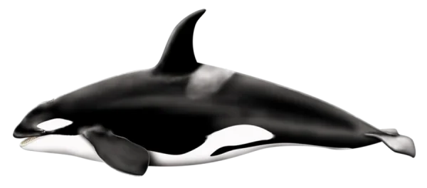 Orca Killer Whale PNG Transparent Background