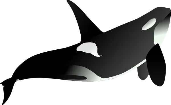 Orca Killer Whale Transparent PNG