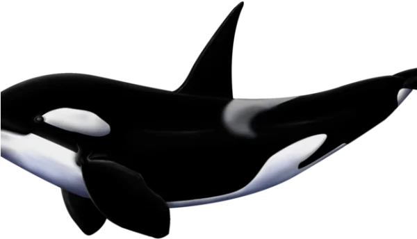 Orca Whale Transparent PNG