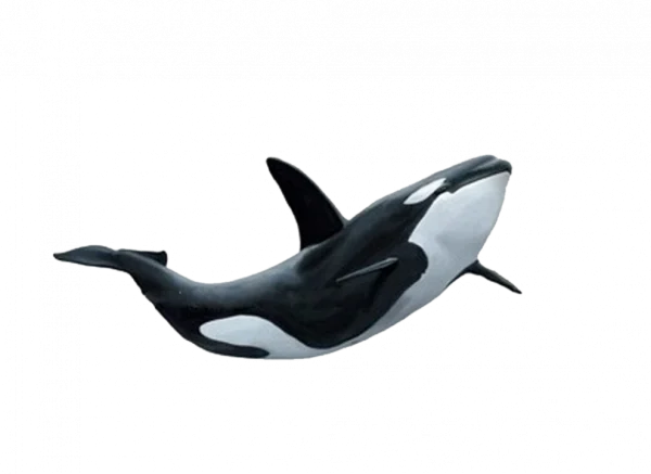 Swimming Orca Killer Whale PNG Transparent Background