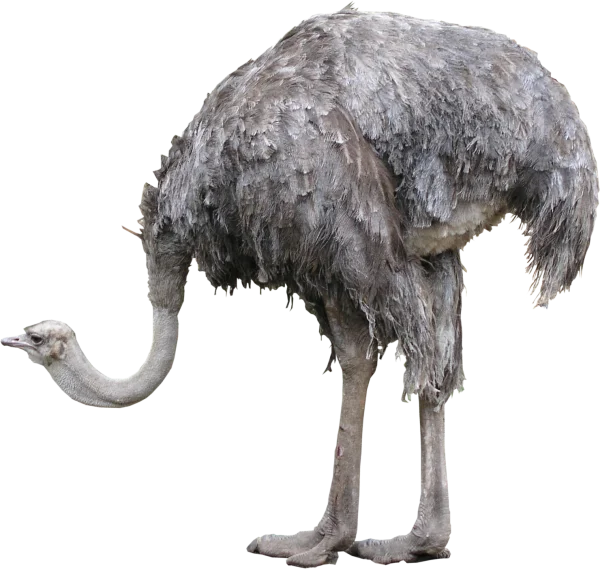 Ostrich Looking Down PNG Transparent Background