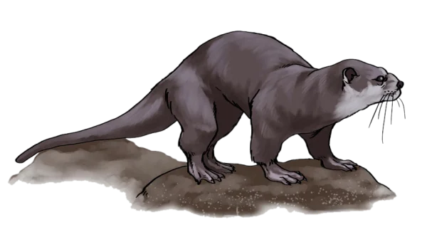 Detailed Otter Illustration PNG Transparent