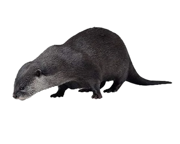 Wild Otter PNG Transparent Background