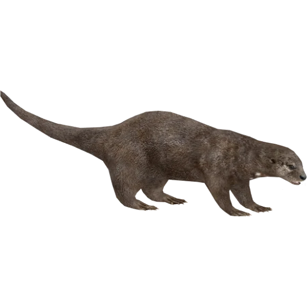 Realistic Otter PNG Transparent Background