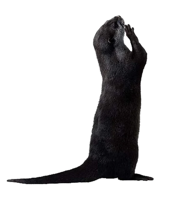 Black Otter Standing Upright PNG Transparent Background