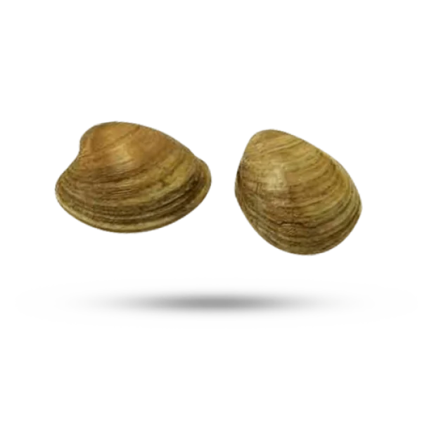 Two Clams PNG Transparent Background