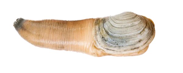 Geoduck Clam PNG Transparent Background