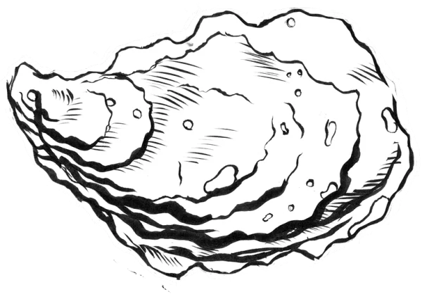 Hand Drawn Oyster Shell PNG Transparent