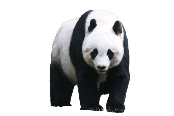 Giant Panda PNG Transparent Background
