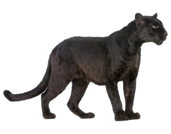 Black Panther PNG Transparent Background