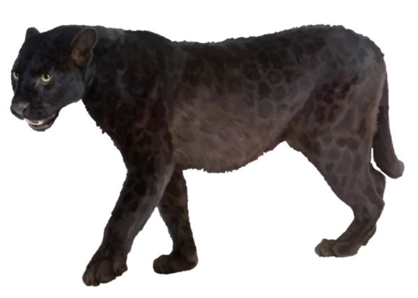 Black Panther Walking PNG Transparent Background