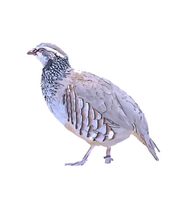 Stylized Partridge Bird PNG Transparent Background