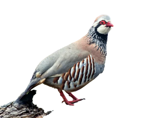 Red-Legged Partridge Bird PNG Transparent