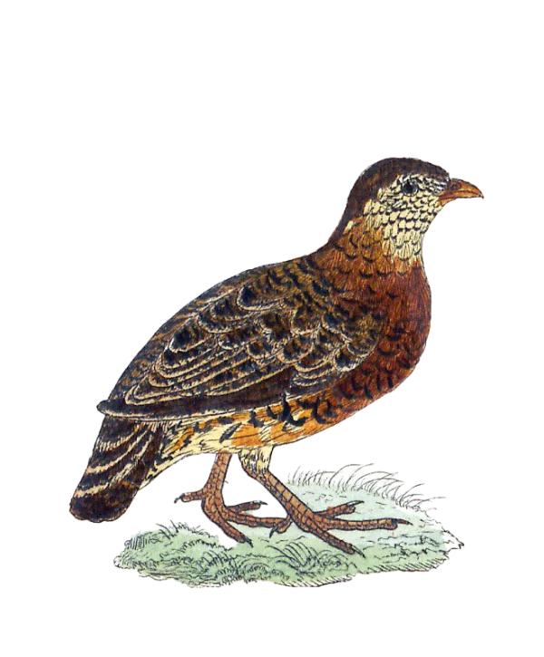Vintage Brown Partridge Bird Illustration PNG
