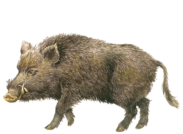 Wild Boar PNG Transparent Background