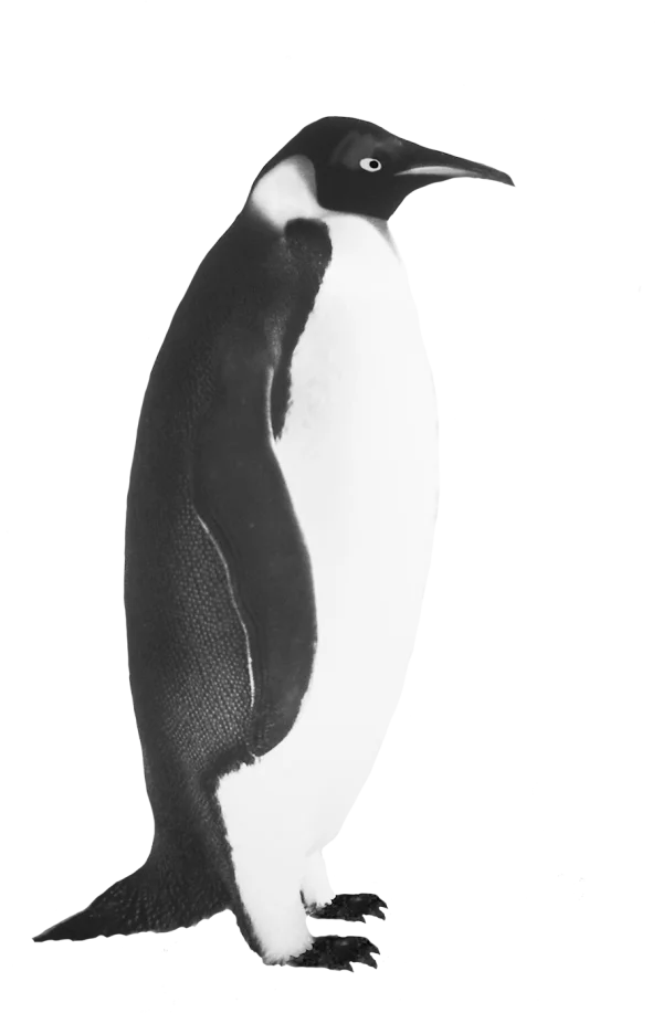 Emperor Penguin PNG Transparent Background