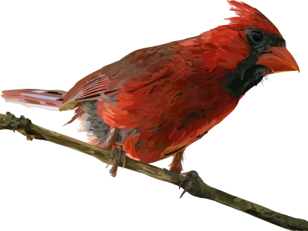 Red Cardinal Bird on Branch PNG Transparent Background