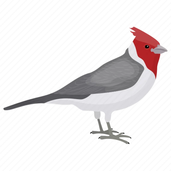 Red-crested Cardinal Bird PNG Transparent