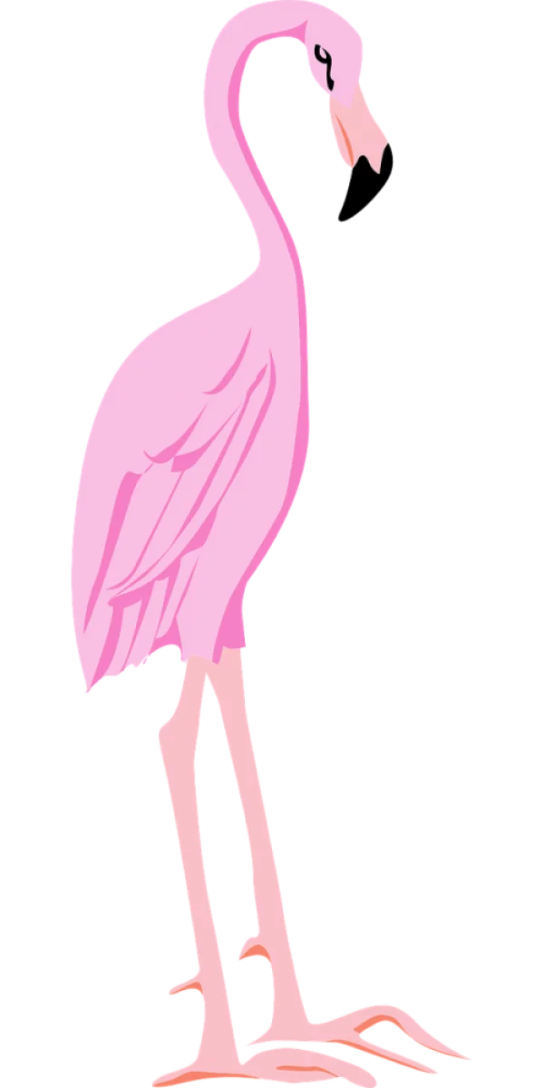 Pink Flamingo Illustration PNG Transparent Background