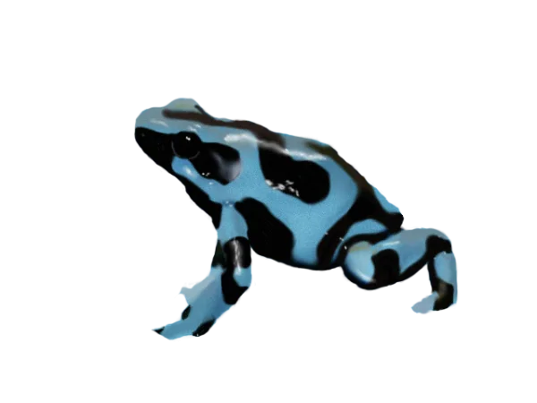 Blue and Black Poison Dart Frog PNG Transparent