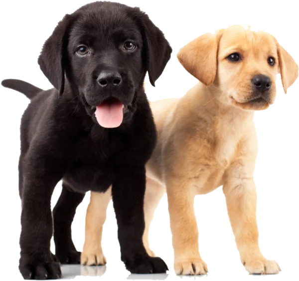 Two Cute Labrador Puppies PNG Transparent Background