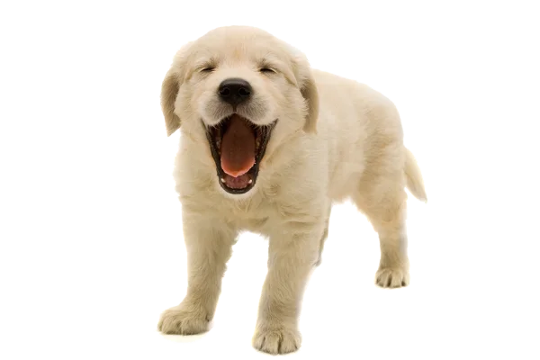 Yawning Golden Retriever Puppy PNG Transparent Background