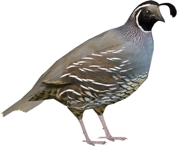 California Quail PNG Transparent Background
