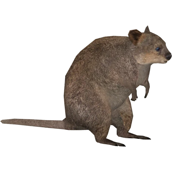 Cute Quokka Transparent PNG