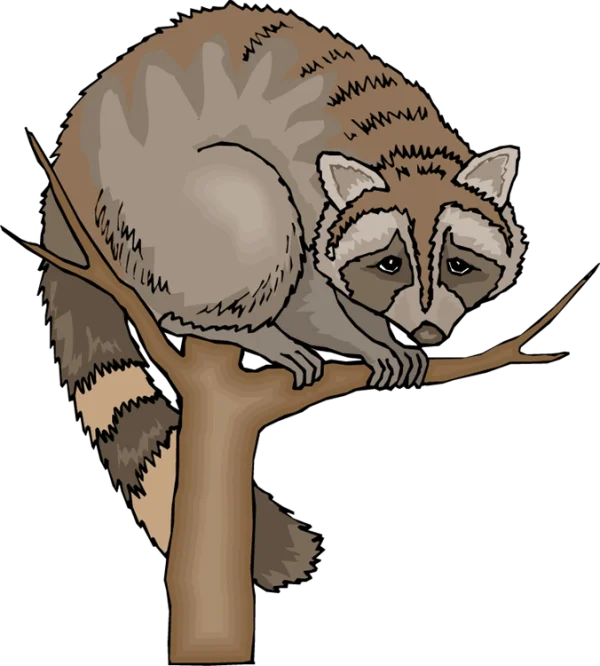 Cartoon Raccoon on Tree Branch PNG