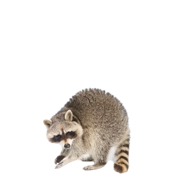 Raccoon PNG Transparent Background