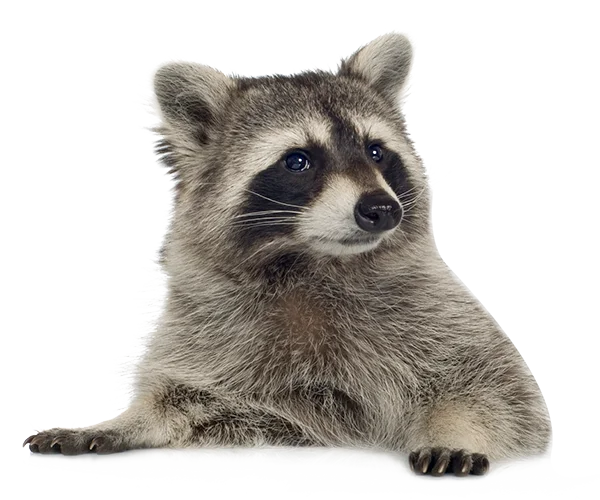 Cute Raccoon PNG Transparent Background