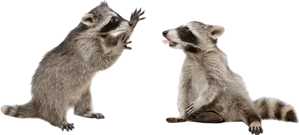 Two Playful Raccoons Transparent PNG