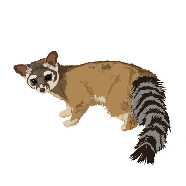 Ringtail Cat Illustration PNG Transparent Background