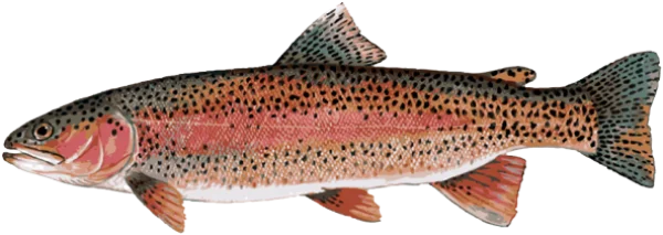 Rainbow Trout Fish Transparent PNG