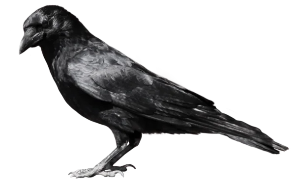 Black Crow PNG Transparent Background